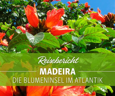 Blumeninsel Madeira