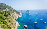 Capri immergrün