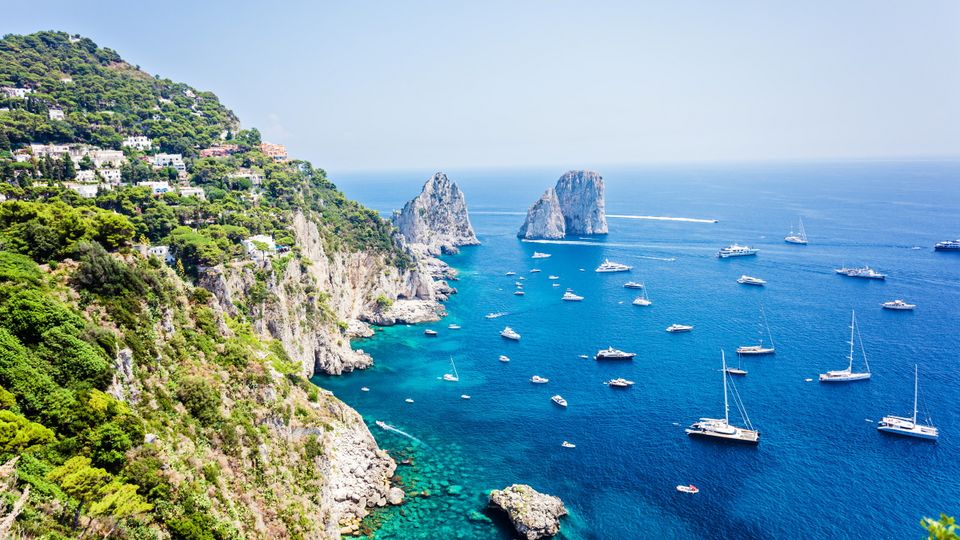 Capri immergrün