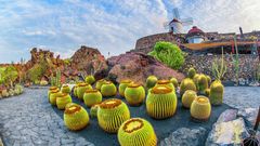 Kakteen auf Lanzarote
