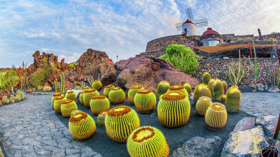 Kakteen auf Lanzarote