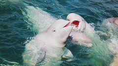 Beluga Wale im Weissen Meer