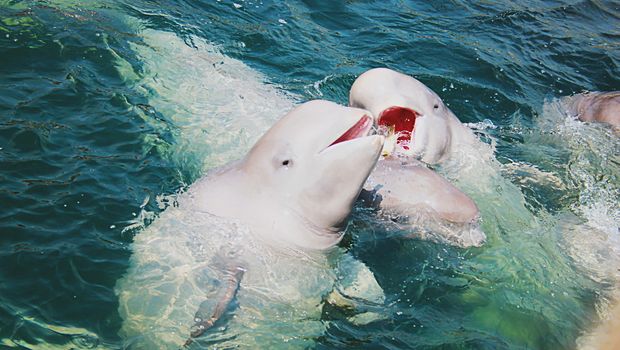 Beluga Wale im Weissen Meer copy