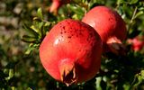 1490_._Georgien_Granatapfel_Foto_