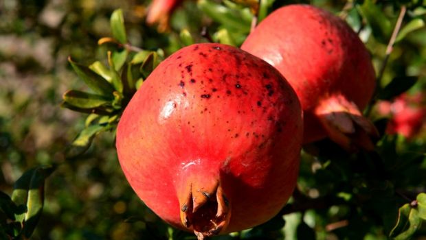 1490_._Georgien_Granatapfel_Foto_