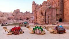 Kamele vor Petra
