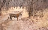 Tiger Ranthambhore