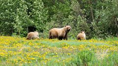 Yukon Wildlife Preserve