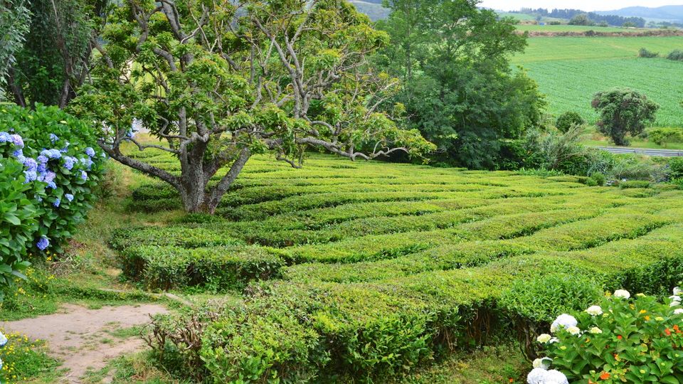 Teeplantage auf Sao Miguel