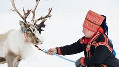 Sami man mit Rentier