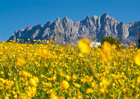 Wilder Kaiser mit Sommerwiese © tvbwilderkaiser