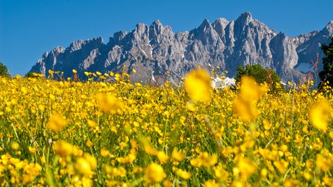 Wilder Kaiser mit Sommerwiese © tvbwilderkaiser