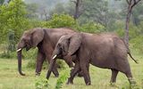 Elefanten in Mpumalanga
