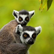 Lemuren, Madagaskar