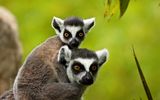 Lemuren, Madagaskar