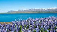 Hvalfjordur Fjord auf Island