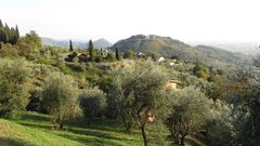 Olivenernte