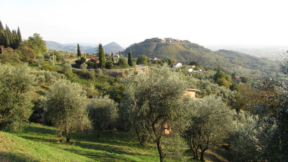 Olivenernte