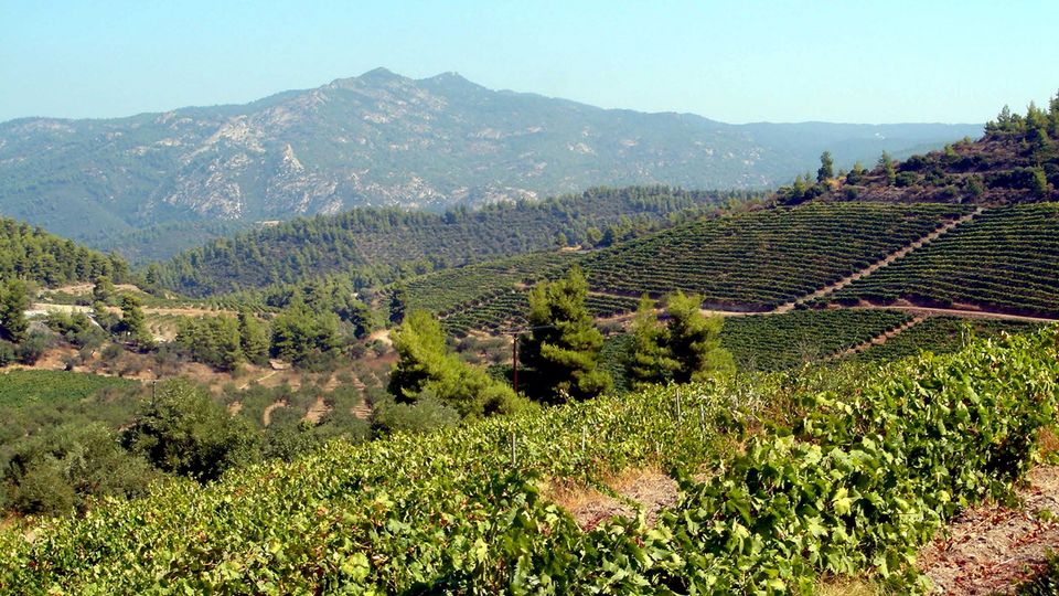 Weinberge auf Sithonia