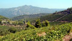 Weinberge auf Sithonia