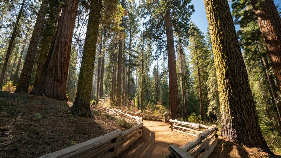 Sequoia Nationalpark