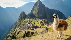 Lama und Machu Picchu