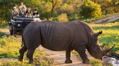 Safari