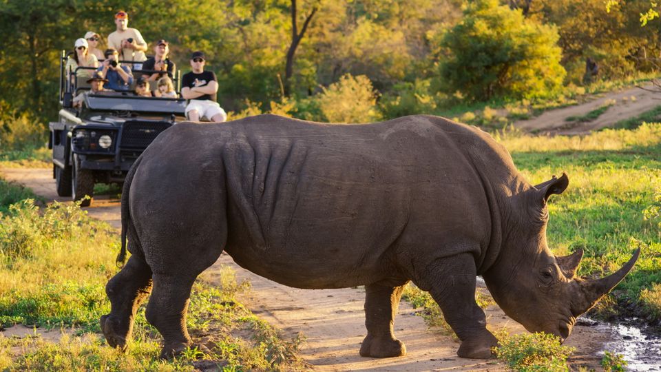 Safari