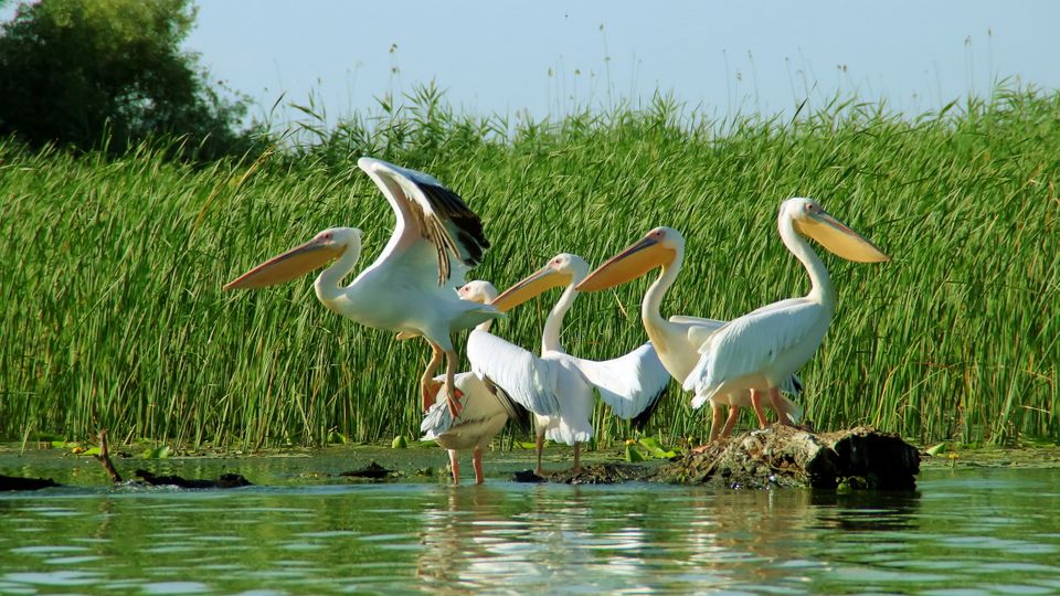 Pelikane im Delta