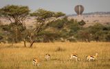 Antilope im Tarangire Nationalpark