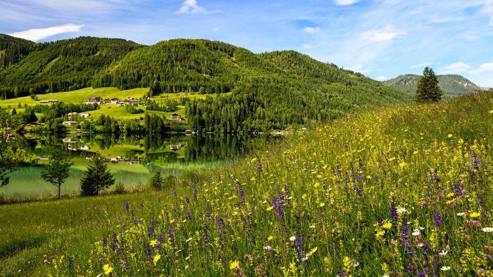 Hügellandschaft und Blumenwiese am Weissensee ©Hotel zum Weissensee Hügellandschaft und Blumenwiese am Weissensee