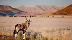 Oryx in der Wüste