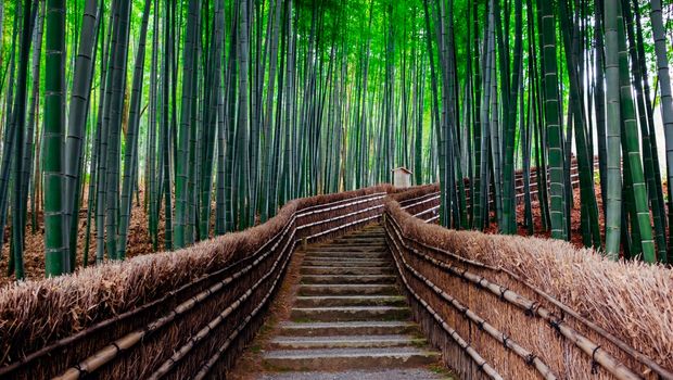 Bambuswald Kyoto