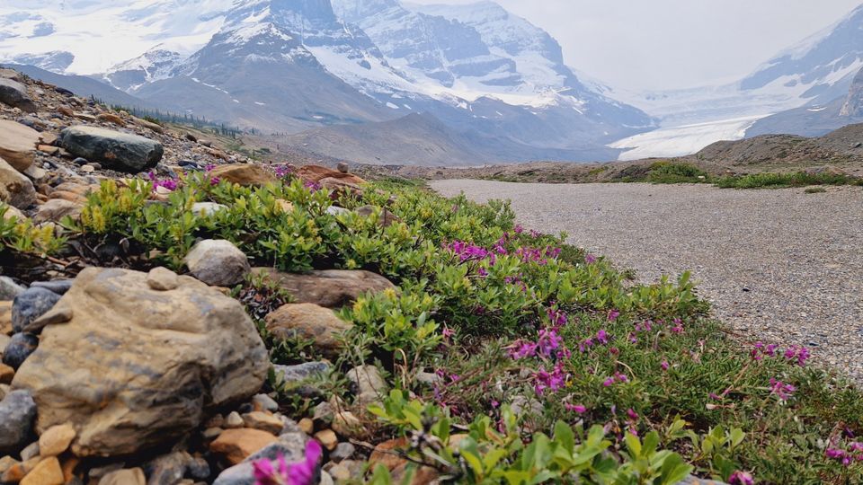 Blick auf den Athabasca Gletscher, Icefield Parkway