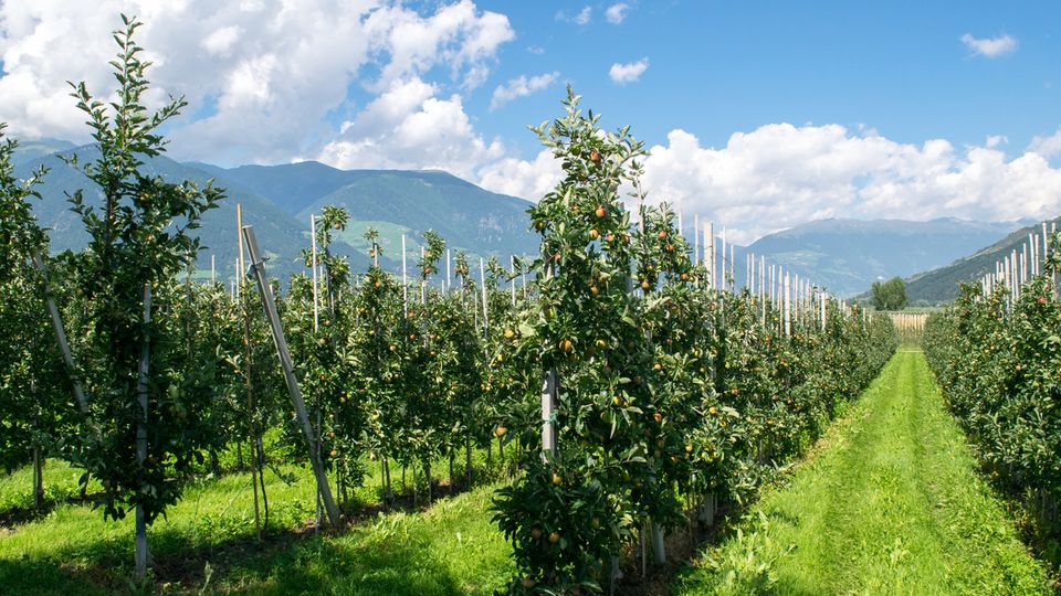 Äpfel im Vinschgau