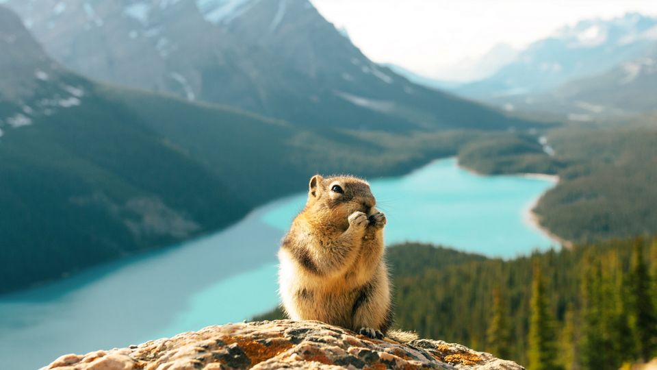 Peyto Lake_ Banff National Park