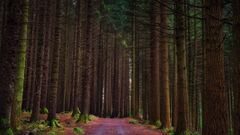 Tollymore Wald