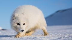 Polarfuchs auf Spitzbergen - Asgeir Helgestad, Artic Light AS, visitnorway.com