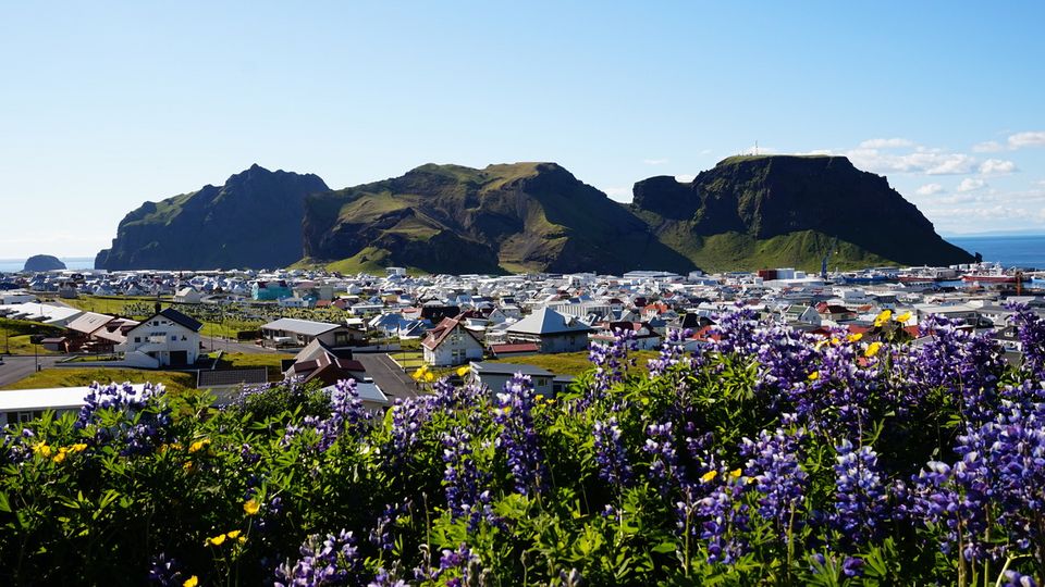 Violette Blüten, Westman Islands