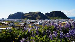 Violette Blüten, Westman Islands