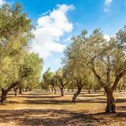 Olivenplantage
