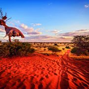 Nest von Webervögeln in der Kalahari Wüste