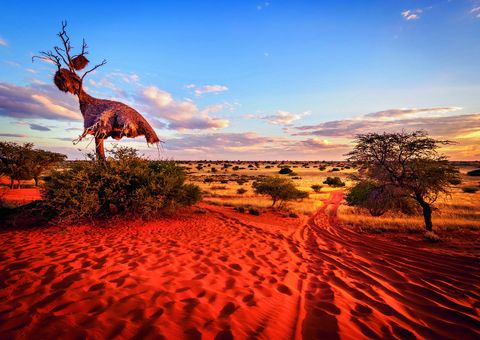 Nest von Webervögeln in der Kalahari Wüste