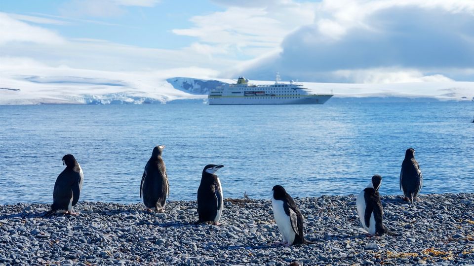 Half Moon Island mit Pinguinen