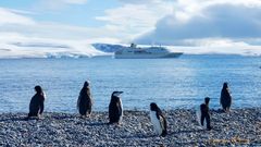 Half Moon Island mit Pinguinen