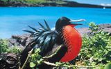Ecuador, Fregattvogel
