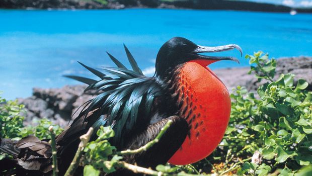 Ecuador, Fregattvogel