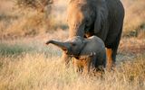 Elefantenmutter mit Nachwuchs