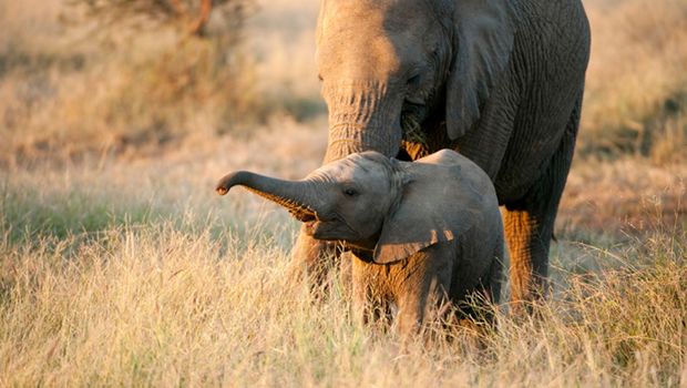 Elefantenmutter mit Nachwuchs