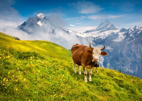 Rind auf der Alm